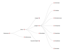 Collapsible tree of Brassicaceae tribes