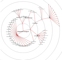 Radial graph of Brassicaceae tribes